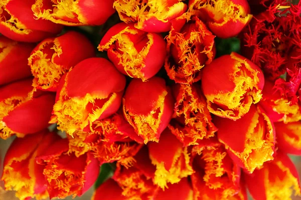 Krásné Tulipány Zblízka — Stock fotografie