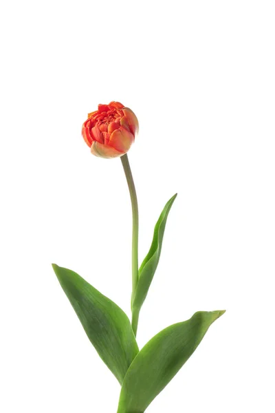 Beautiful Tulip White Background — Stock Photo, Image