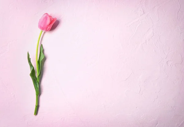 Beautiful Tulip Color Background — Stock Photo, Image