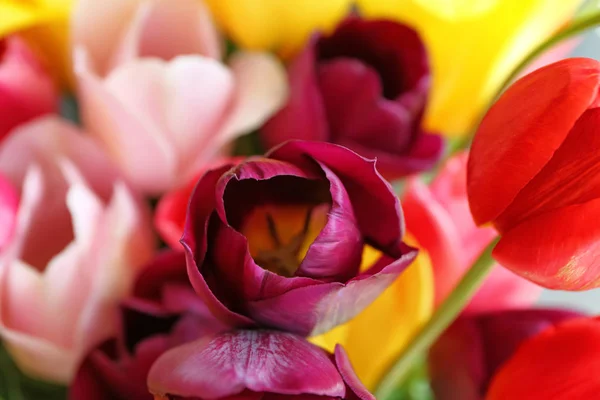 Beautiful Color Tulips Closeup — Stock Photo, Image