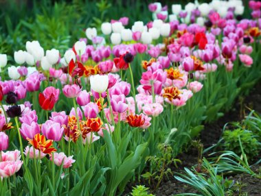 Açık havada güneşli bahar gününde güzel çiçek açması laleler