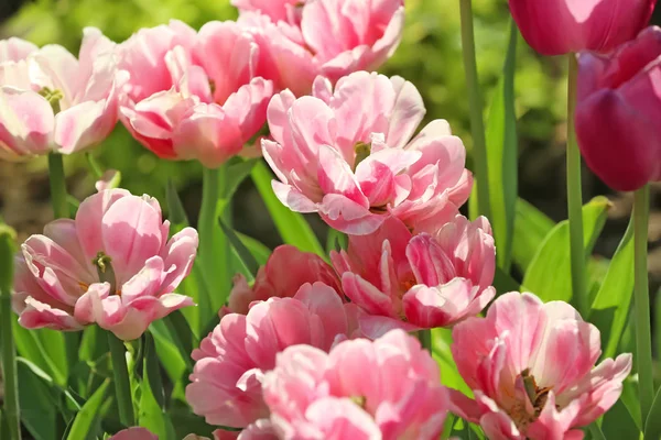 Belles Tulipes Fleurs Sur Journée Ensoleillée Printemps Plein Air — Photo
