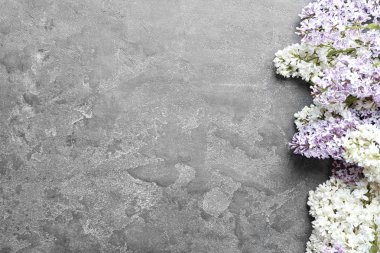 Gri arka plan üzerinde güzel çiçek açması leylak