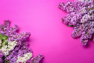 Güzel çiçek açması leylak renkli arka plan üzerinde