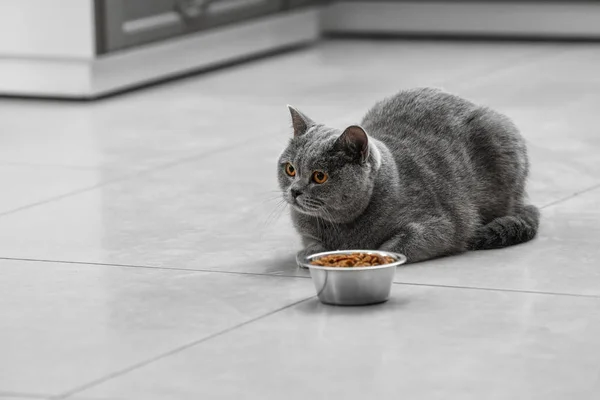 Cute Cat Bowl Full Pet Food Home — Stock Photo, Image