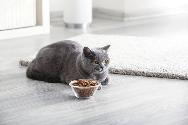 Schattige Kat Buurt Van Kom Met Eten Thuis — Stockfoto