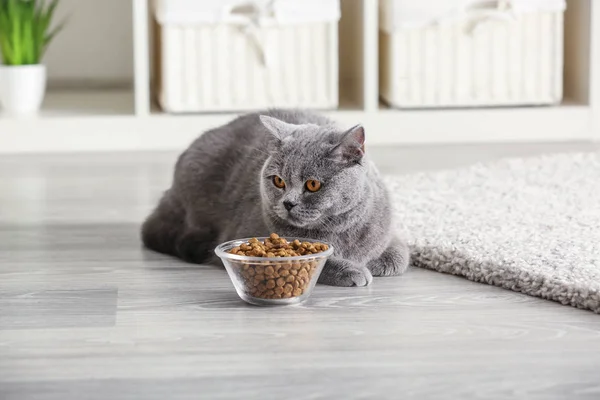 Adorable Cat Bowl Food Home — Stock Photo, Image