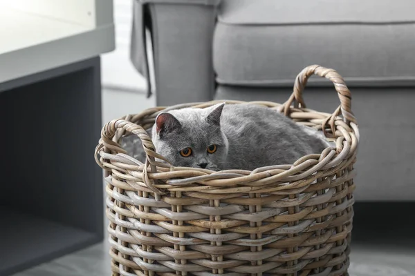 Adorable Cat Hamper Home — Stock Photo, Image
