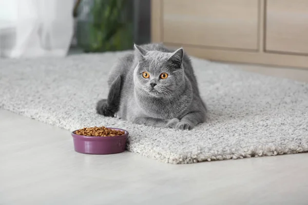 Adorable Cat Bowl Food Home — Stock Photo, Image