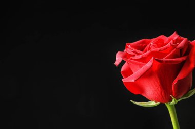 Koyu arka plan üzerinde güzel kırmızı gül