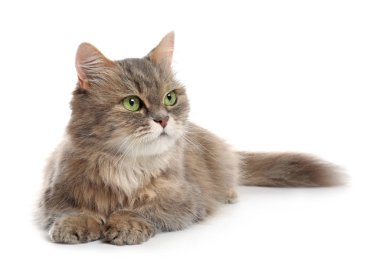 Beyaz arka planda sevimli tüylü kedi