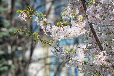 Açık havada çiçek açan güzel ağaç dalları