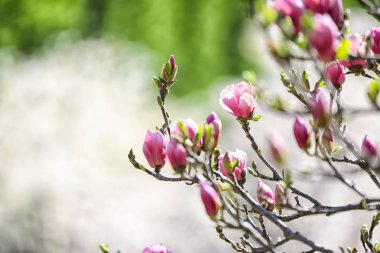 Açık havada çiçek açan güzel ağaç dalları