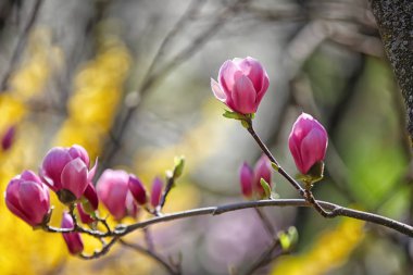 Güzel çiçek açması ağaç dalı açık havada