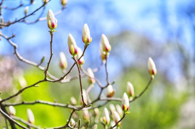 Açık havada çiçek açan güzel ağaç dalları