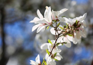 Güzel çiçek açması ağaç dalı açık havada