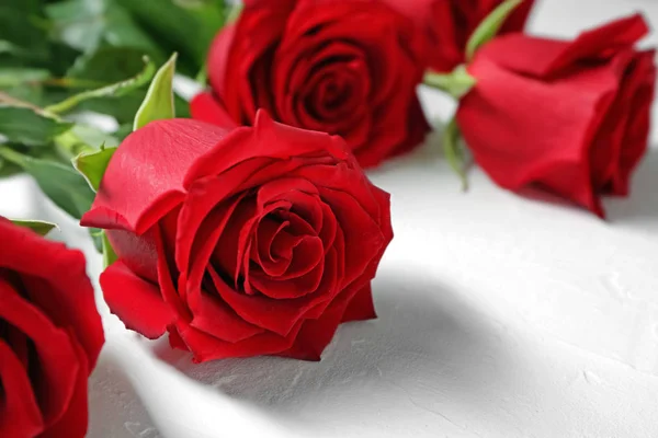 Belle Rose Rosse Sfondo Chiaro — Foto Stock