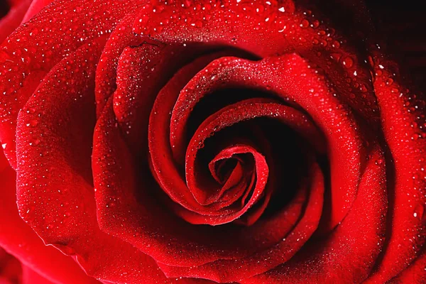 Belle Rose Rouge Gros Plan — Photo