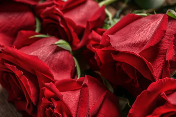 Красиві Червоні Троянди Крупним Планом — стокове фото