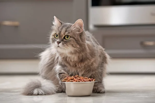 Cute Cat Bowl Food Home — Stock Photo, Image