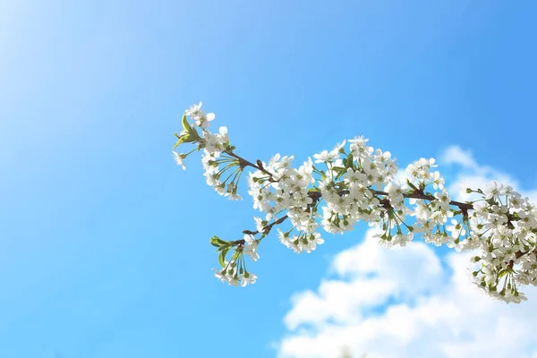 Hermosa Rama Árbol Floreciente Soleado Día Primavera —  Fotos de Stock