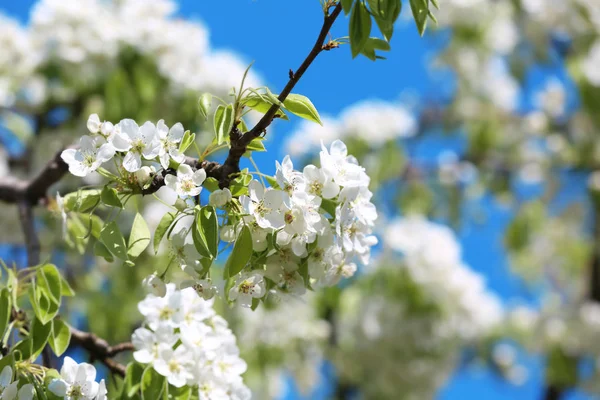 Hermosa Rama Árbol Flor Día Primavera —  Fotos de Stock