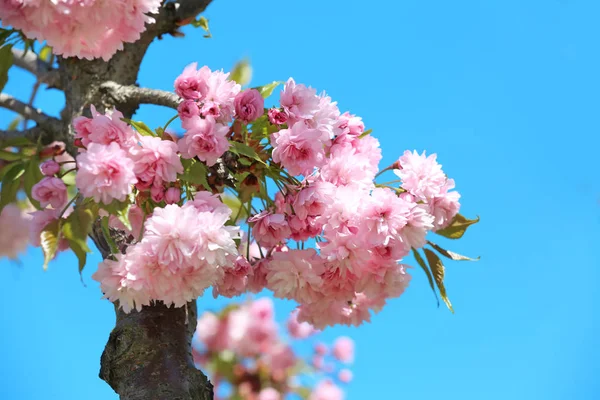 Hermosas Ramas Árboles Flor Sobre Fondo Del Cielo —  Fotos de Stock