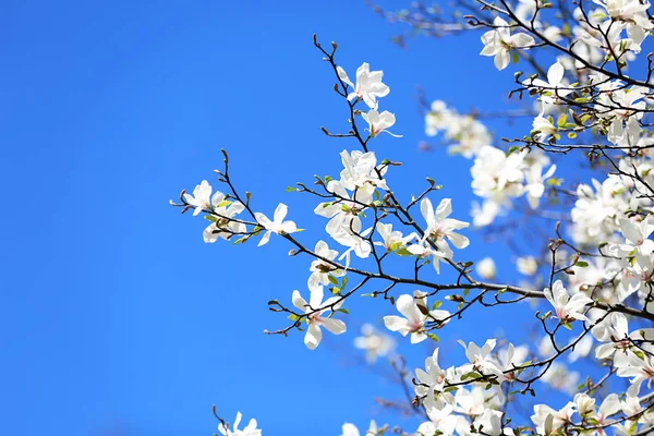 空の背景の美しい開花ツリー — ストック写真