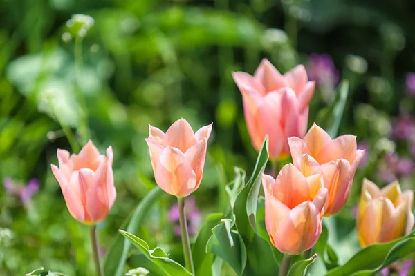 Blossoming Tulips Outdoors Sunny Spring Day — Stock Photo, Image
