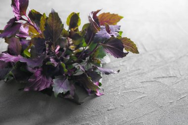 Işık arka plan üzerinde taze fesleğen