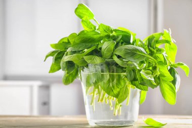 Cam masa üzerinde taze fesleğen ile