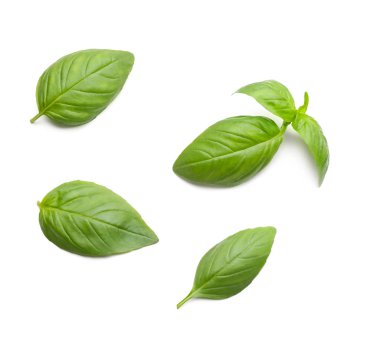 Beyaz arkaplanda taze fesleğen yaprakları