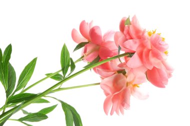 Beyaz arka planda güzel şakayık çiçekleri