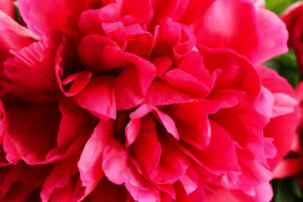 Hermosa Flor Peonía Primer Plano —  Fotos de Stock