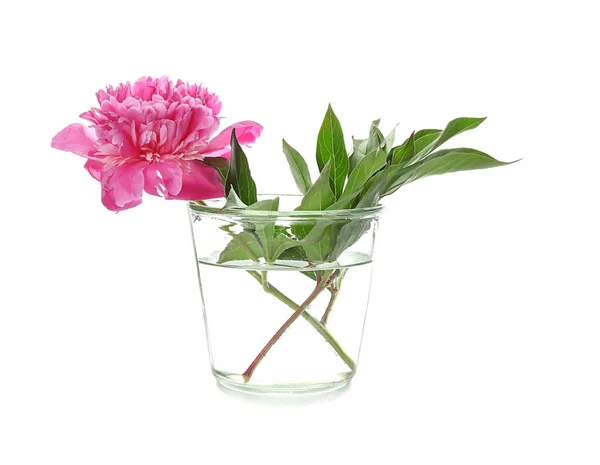Vaso Com Bela Flor Florescendo Fundo Branco — Fotografia de Stock