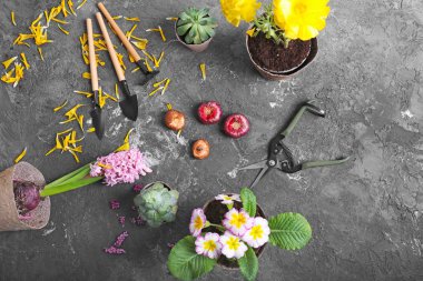 Tencere bitkiler ve gri arka plan üzerinde Bahçe aletleri