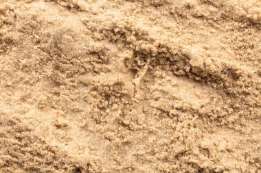 Beach ıslak kum, portre