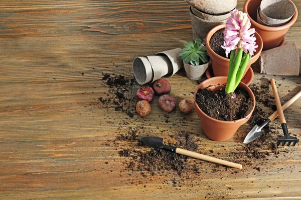 Blooming Hyacinth Flowerpots Gardening Tools Wooden Background — Stock Photo, Image