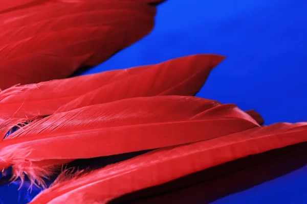 Rote Federn Auf Blauem Hintergrund — Stockfoto