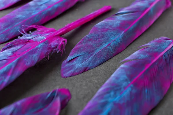 Plumas Coloridas Sobre Fondo Oscuro —  Fotos de Stock