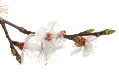 Beyaz arka planda, closeup güzel çiçek çiçek şube