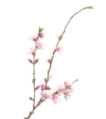 Dalları ile beyaz arka plan üzerinde güzel çiçek çiçekler