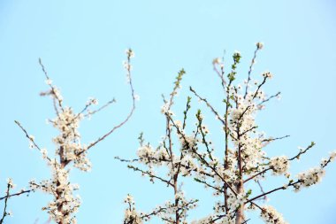 Güzel çiçek açması ağaç dalları mavi gökyüzü karşı
