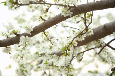 Dalları ile arka plan bulanık üzerinde çiçek açan çiçekler