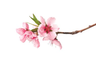 Beyaz arkaplanda çiçek açan güzel bir dal