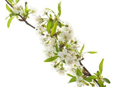 Beyaz arkaplanda çiçek açan güzel bir dal