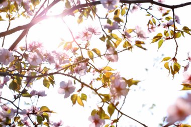 Gökyüzü arka plan üzerinde güzel çiçek açması ağacının dalını