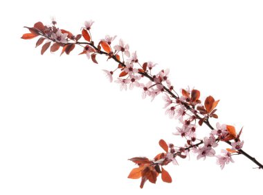 Beyaz arkaplanda çiçek açan güzel bir dal