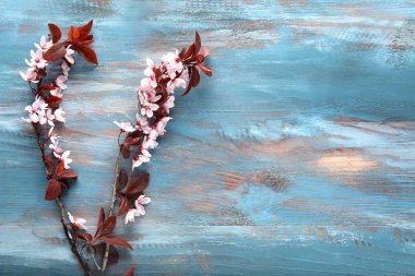 Ahşap arka planda çiçek açan güzel dallar.