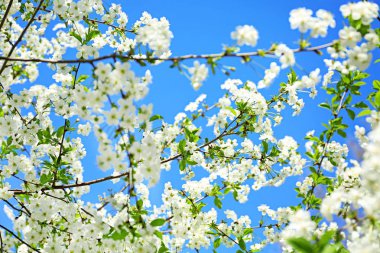 Güneşli güzel çiçek açması ağacının dalları